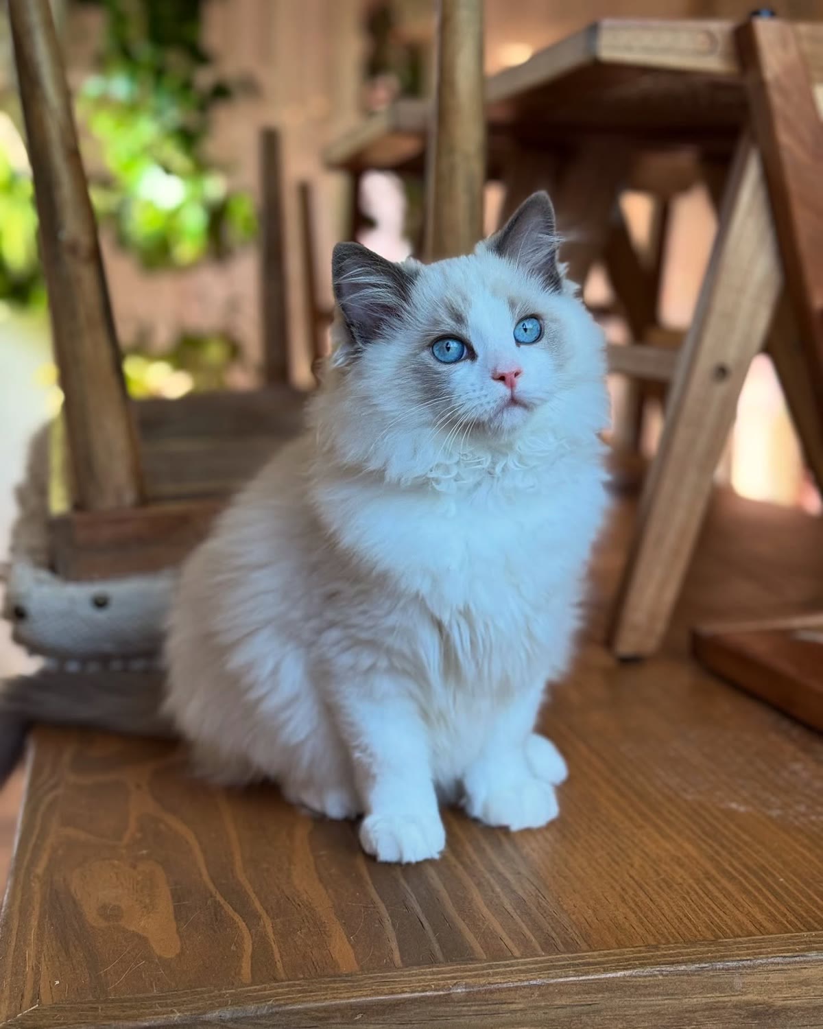 Ace, a blue bicolor Ragdoll kitten, male, 14 weeks old, at Celestial Ragdolls in Sedona