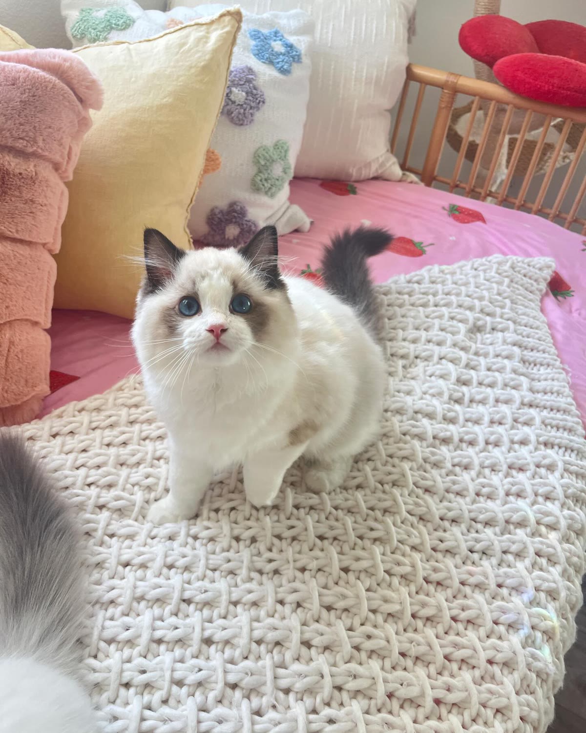 Bambi, a seal bicolor Ragdoll kitten, female, 14 weeks old, at Celestial Ragdolls in Sedona