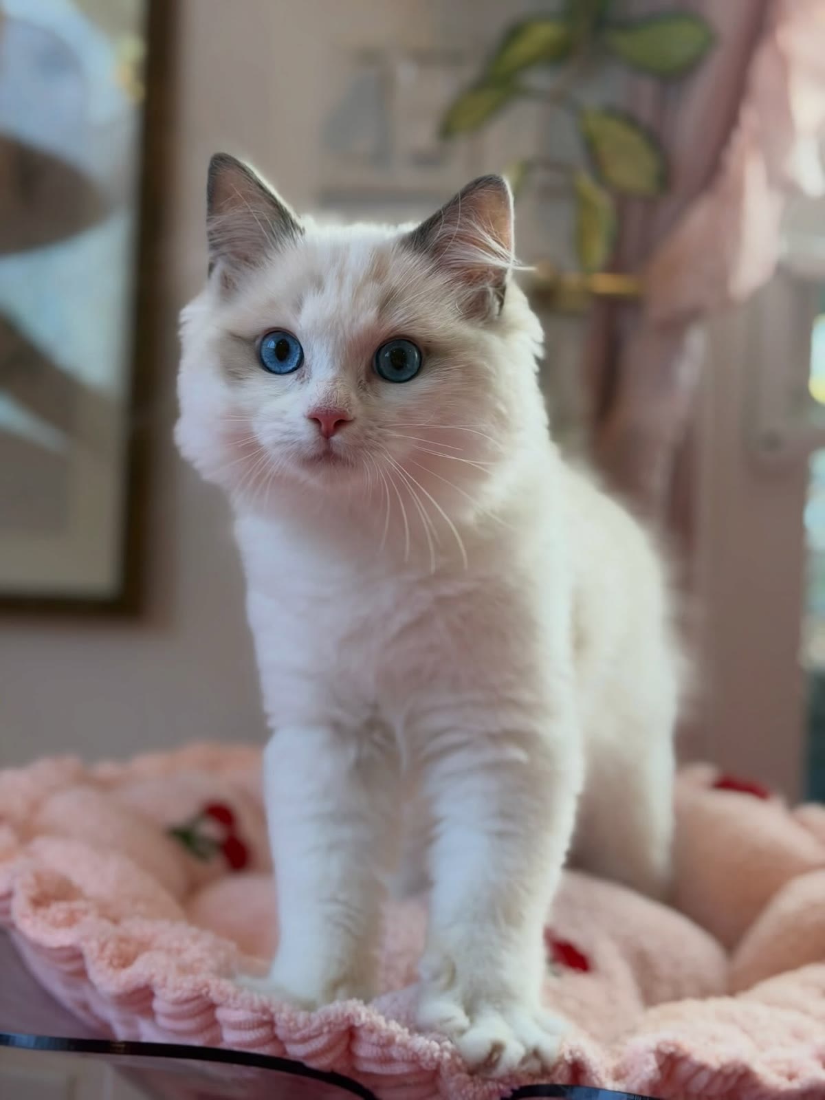 Milo, a blue bicolor Ragdoll kitten, male, 14 weeks old, at Celestial Ragdolls in Sedona