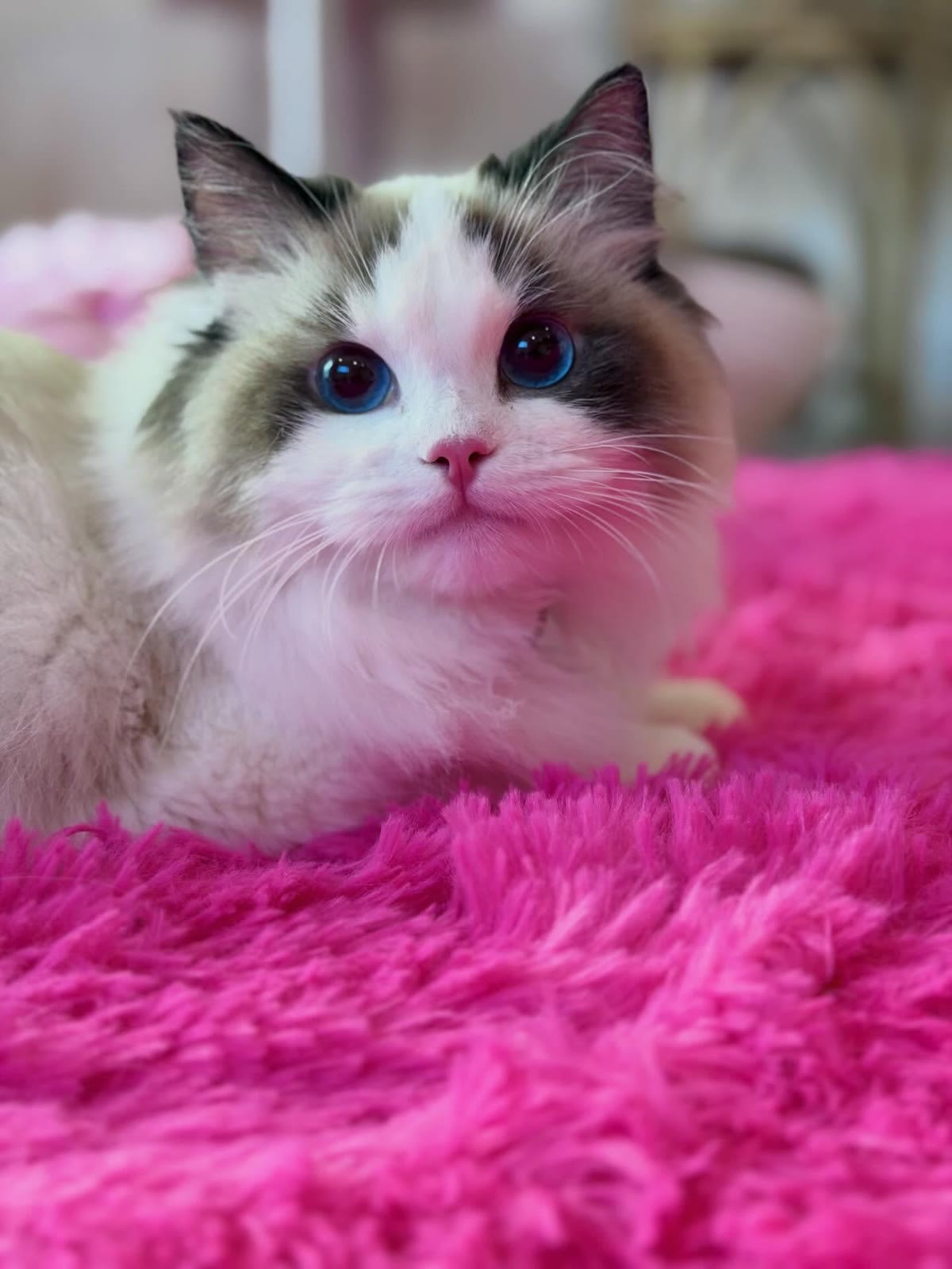Pearl, a seal bicolor Ragdoll kitten, female, 14 weeks old, at Celestial Ragdolls in Sedona
