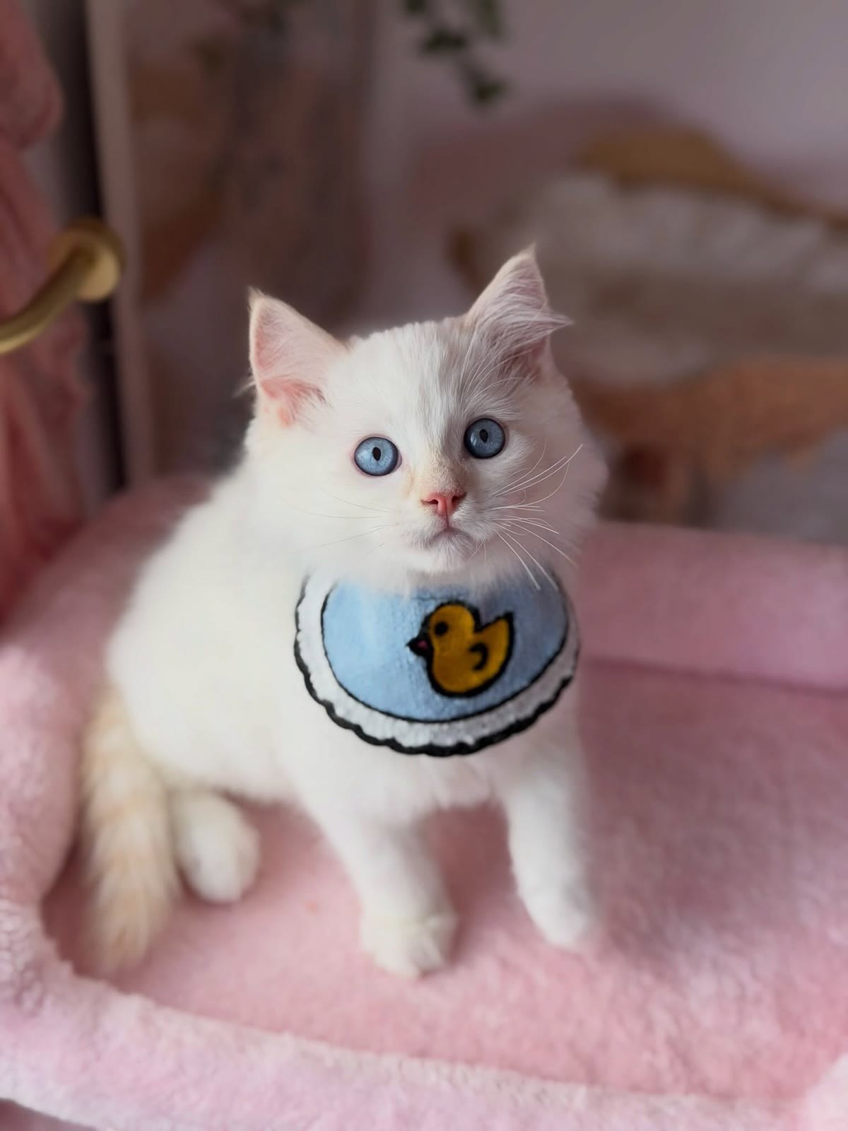 Rossi, a cream point Ragdoll kitten, female, 11 weeks old, at Celestial Ragdolls in Sedona