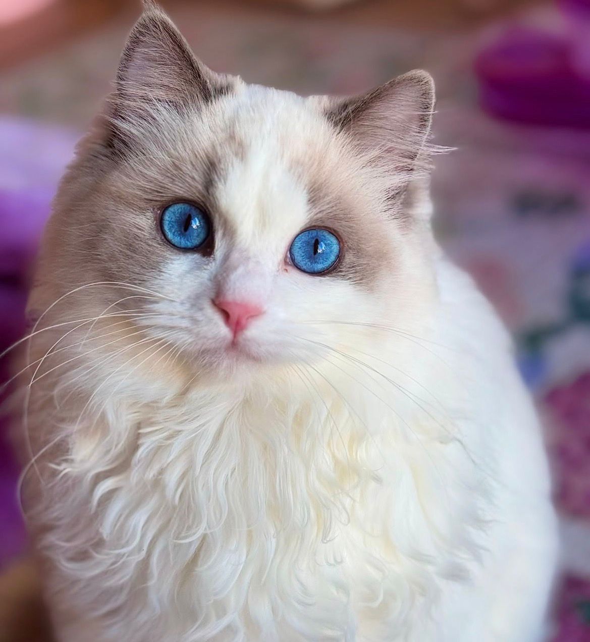 Our blue bicolor Ragdoll queen, head and shoulders, deep blue eyes