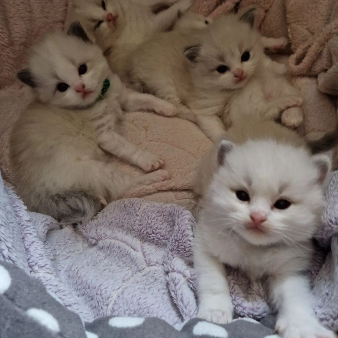 Ragdoll kittens at three weeks, still white, sitting up in a blanket