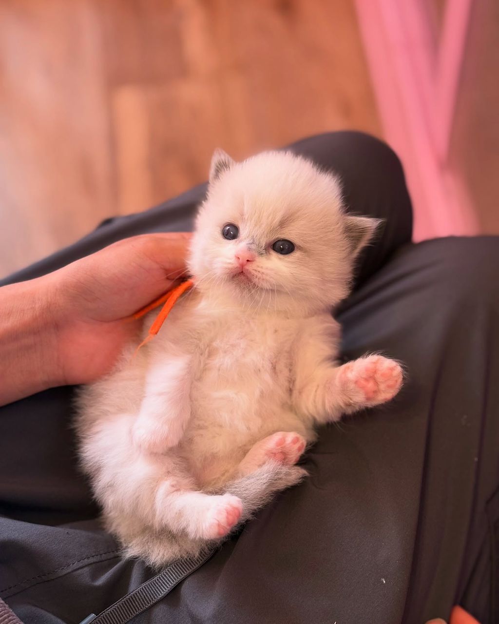 A Ragdoll kitten held in a hand on a lap