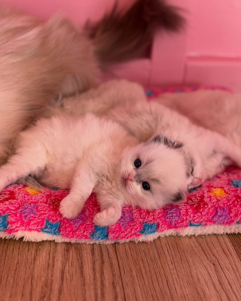 A ten-day-old Ragdoll kitten with the first gray on its ears, lying against its mother