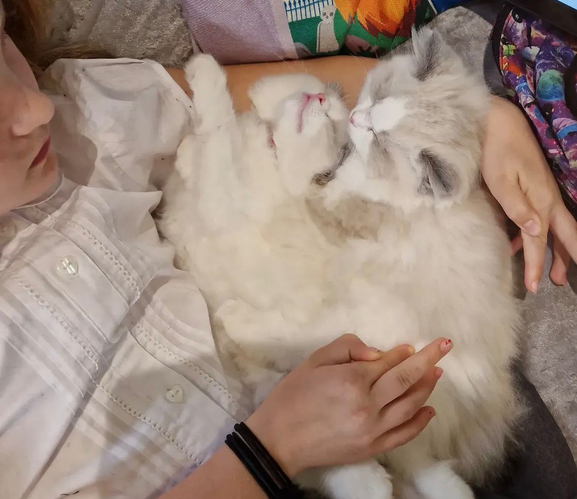 A girl lying down with our Ragdoll asleep on her chest, nose to nose