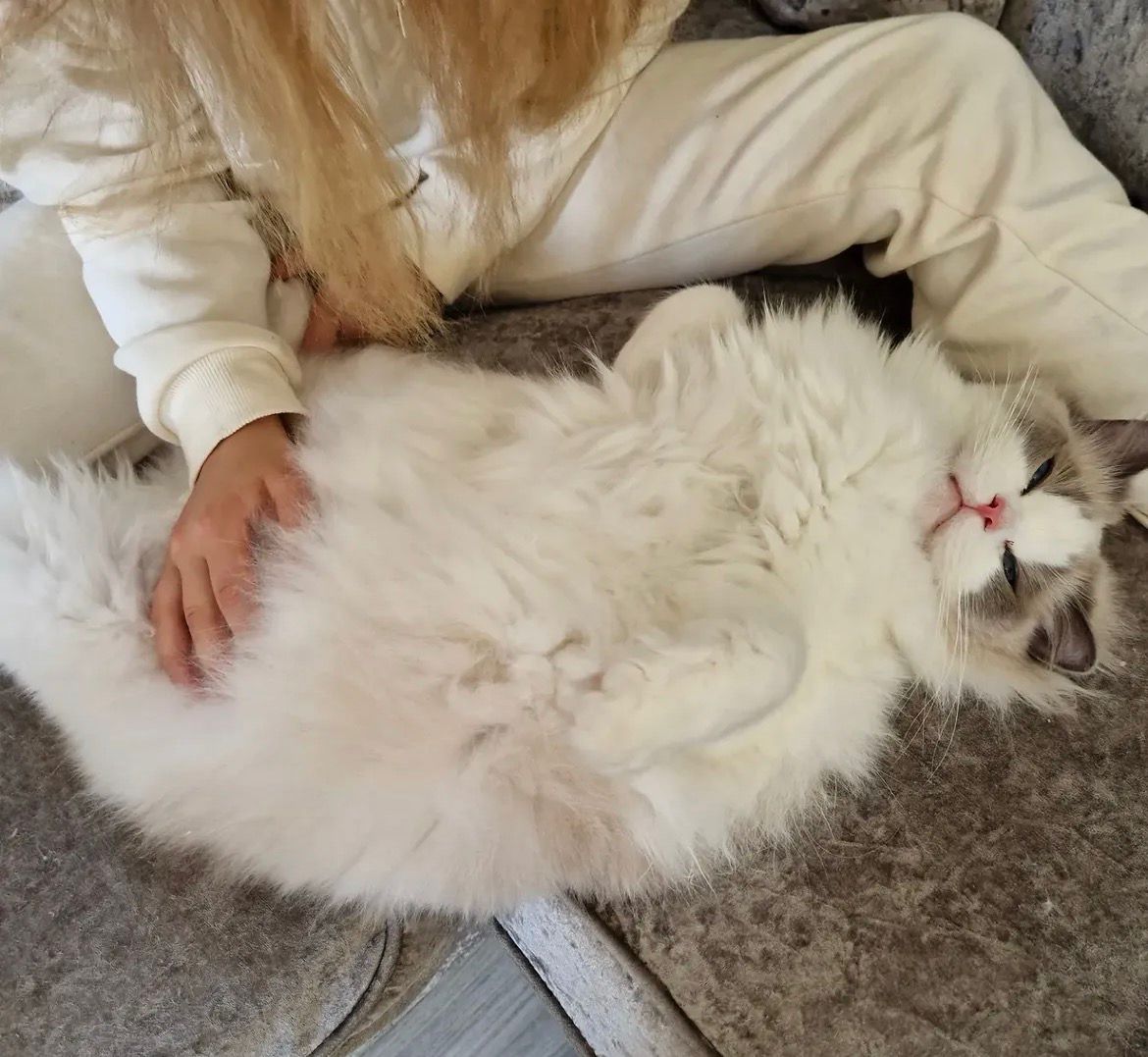 An adult Ragdoll lying on its back across a lap, the Ragdoll flop