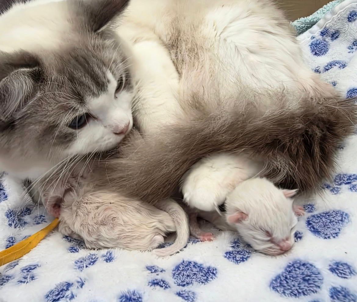 Our queen curled around two newborn kittens