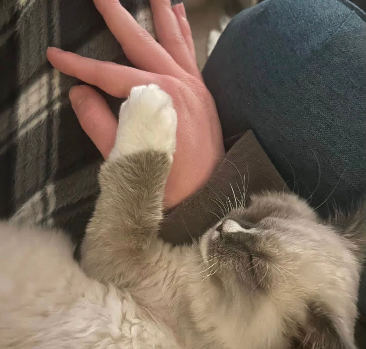 Our Ragdoll resting a paw on a hand, the coat close up