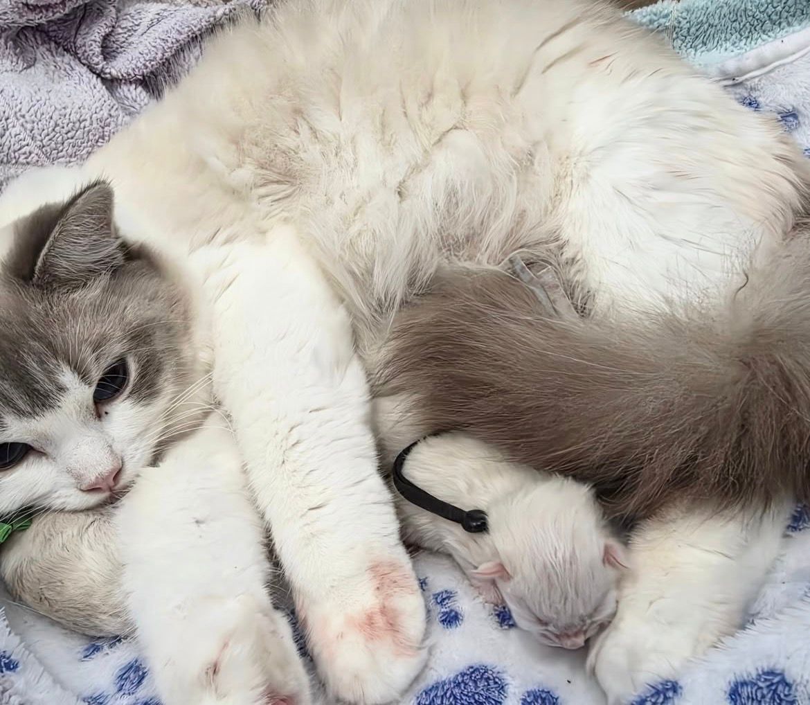 Our queen lying with a newborn kitten against her