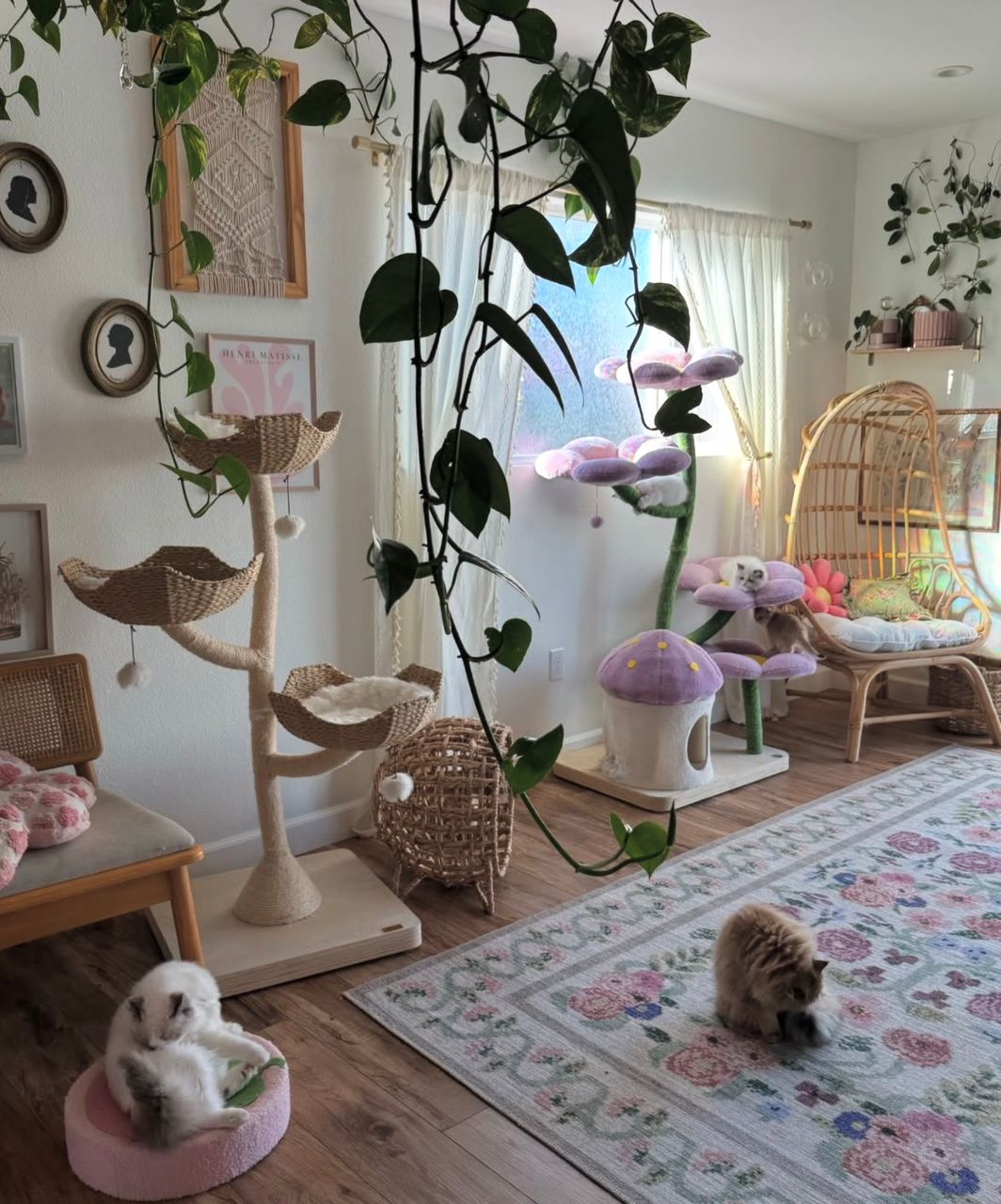 The room where our Ragdoll kittens are raised: wicker cat trees, plants, a hanging chair and a floral rug
