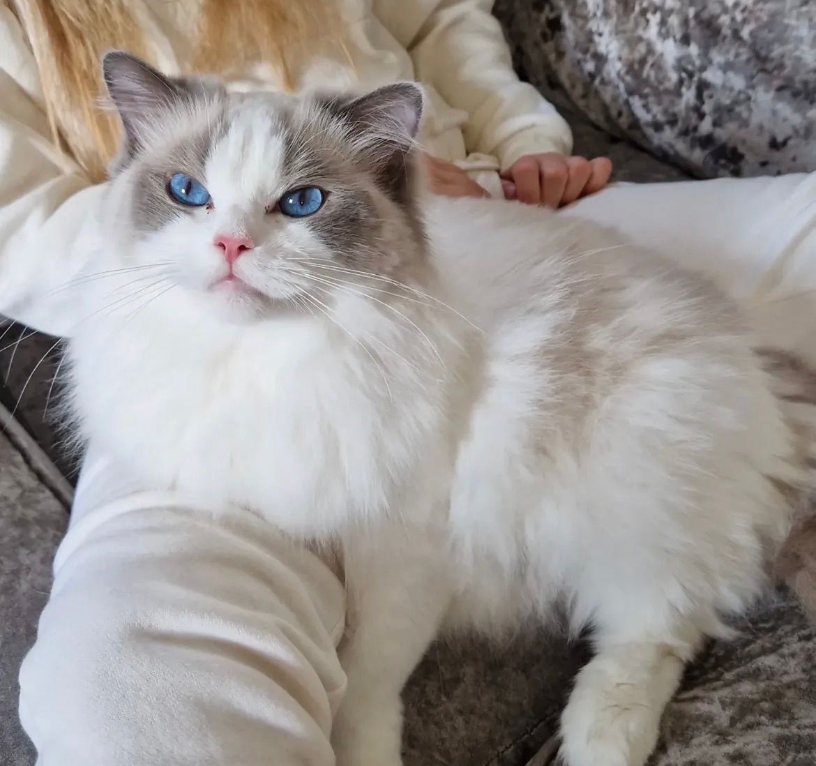 Our adult Ragdoll queen lying across a lap