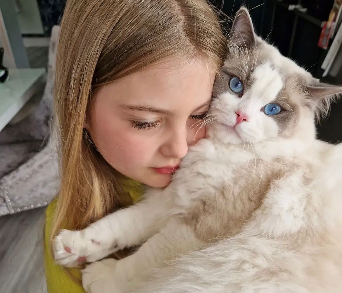 A girl hugging our adult Ragdoll cheek to cheek