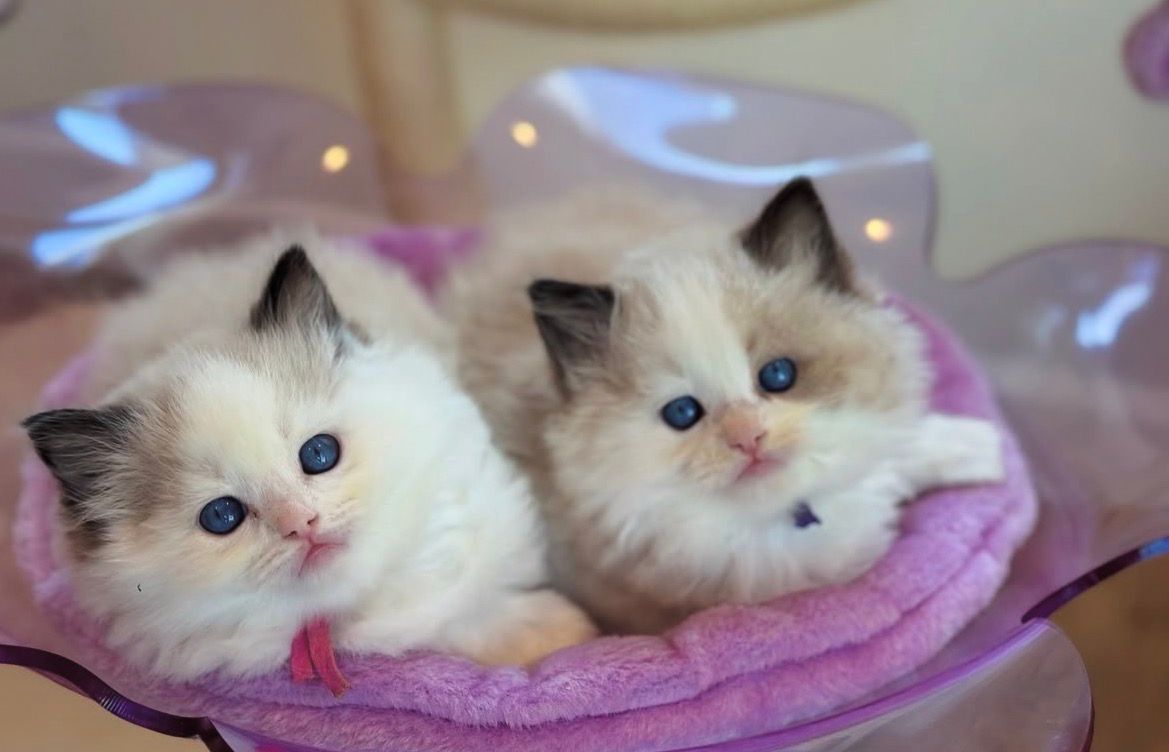 Two young Ragdoll kittens in a flower bed on the cat tree