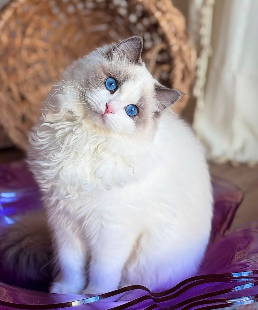 Our blue bicolor Ragdoll queen sitting on a purple platform with her head tilted