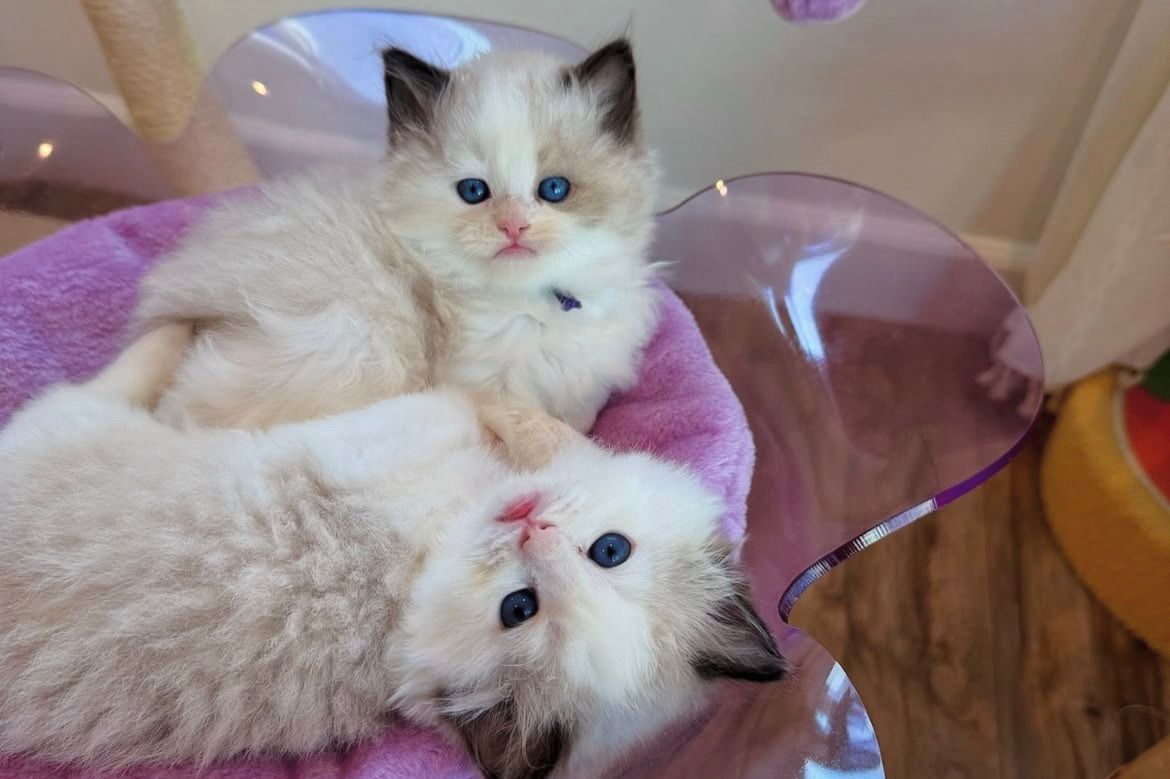 Two Ragdoll kittens lying together on a purple bed at Celestial Ragdolls in Sedona