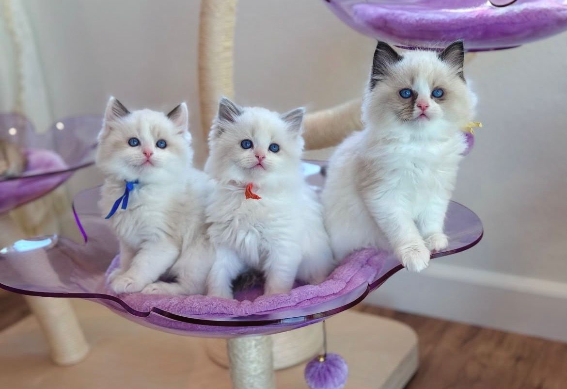 Three Ragdoll kittens sitting in a row on a purple cat tree at Celestial Ragdolls in Sedona