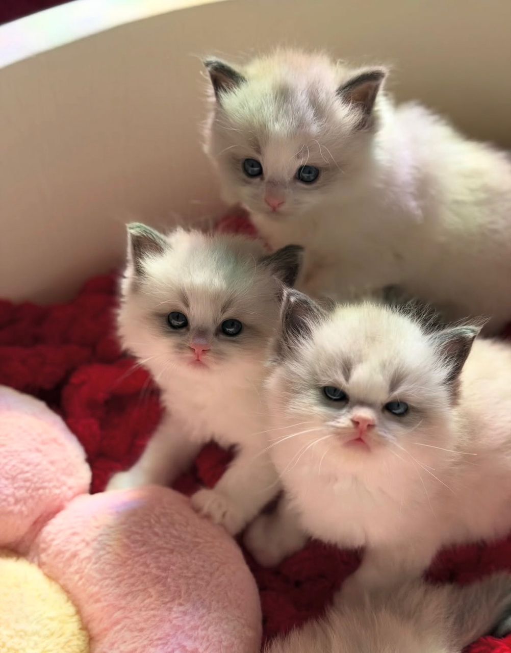 Kittens at about six weeks in a round bed