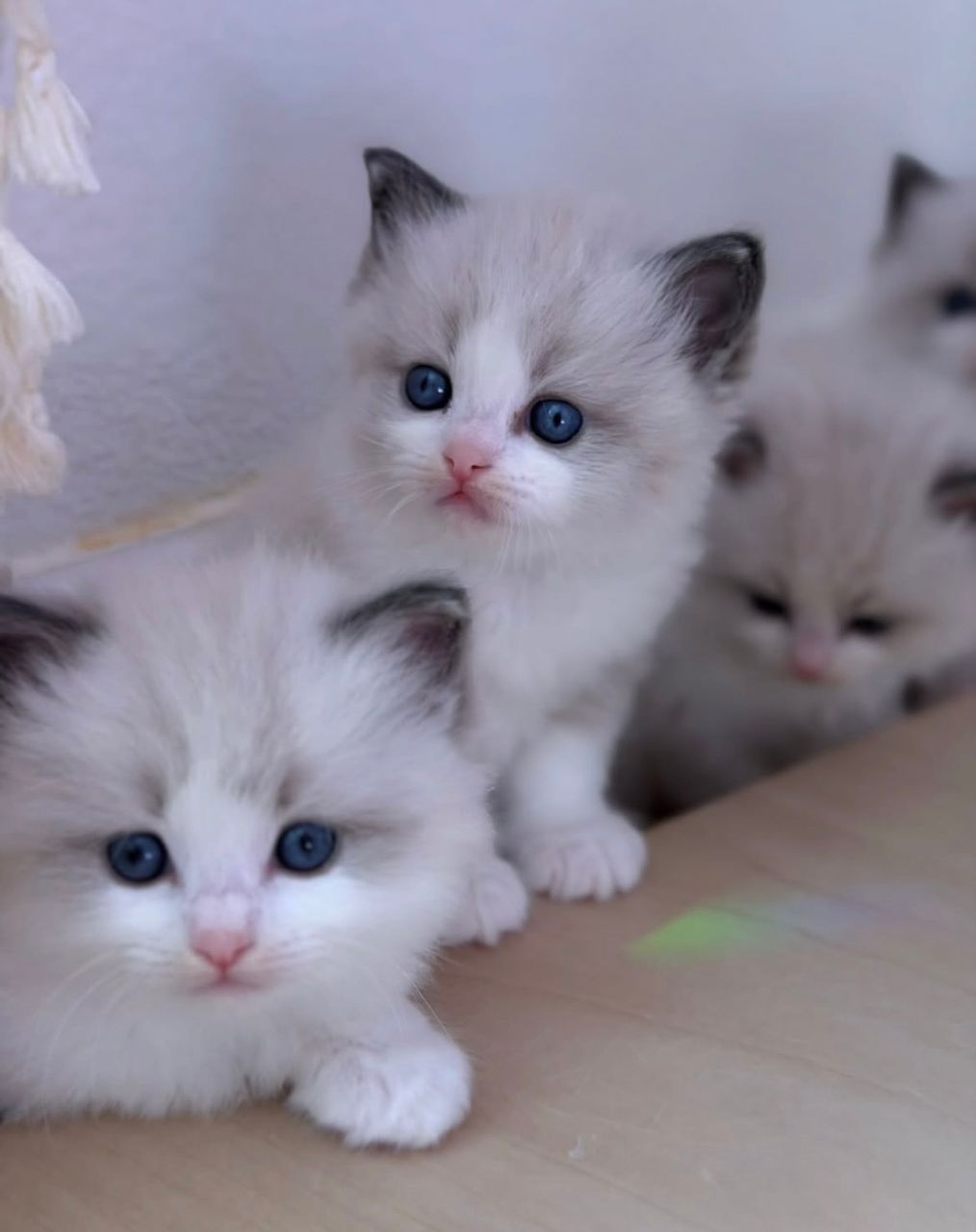 Ragdoll kittens at about eight weeks on a shelf, points now visible