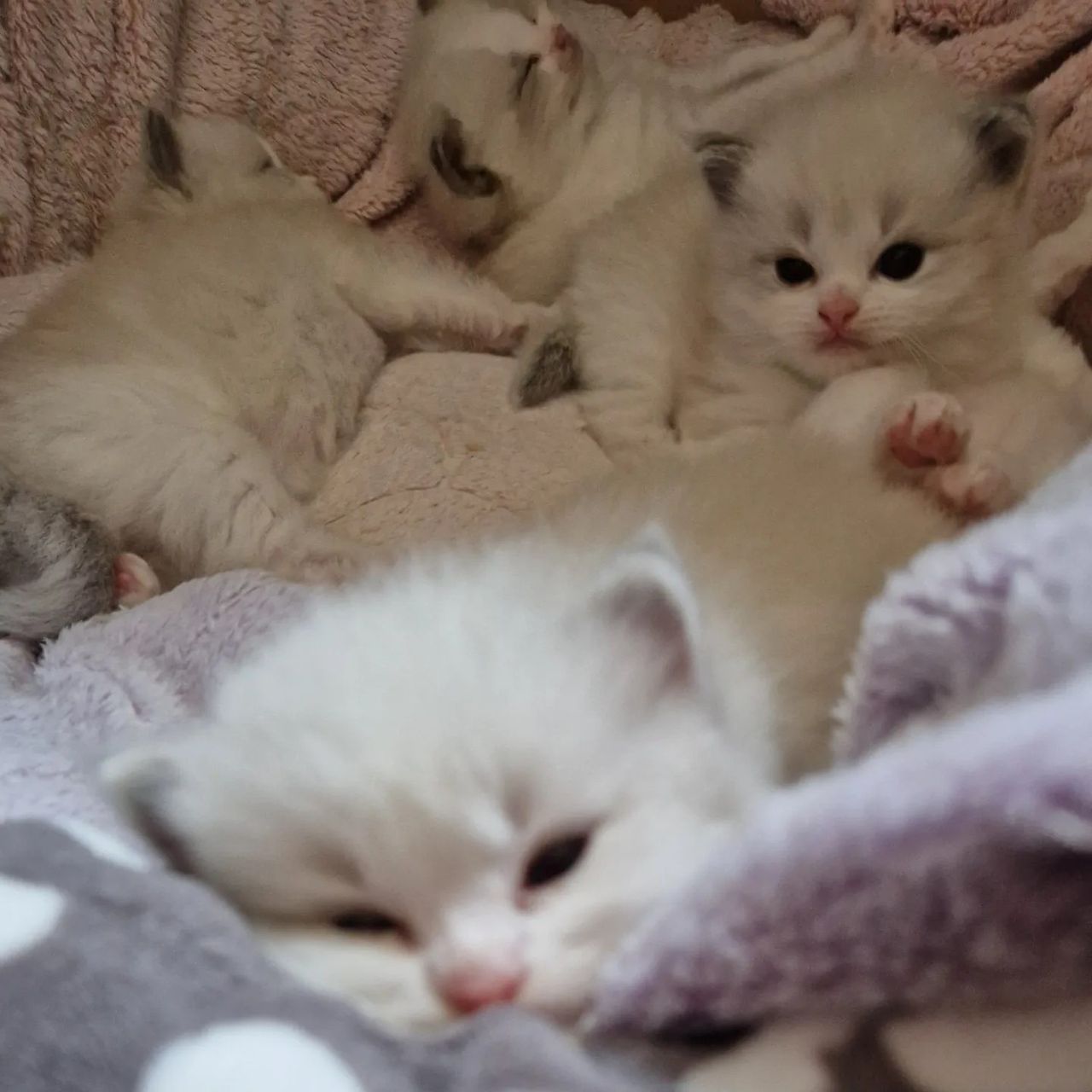 Newborn Ragdoll kittens, white, in a pink blanket