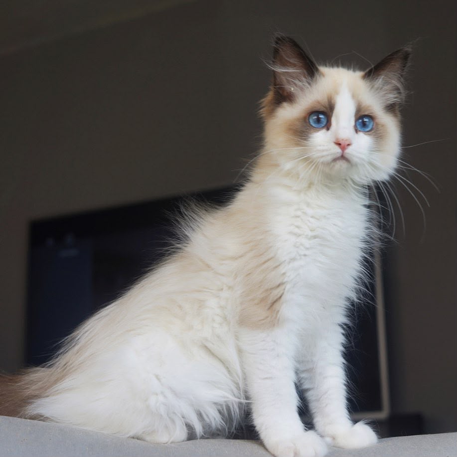 Our seal Ragdoll king sitting upright, facing the camera
