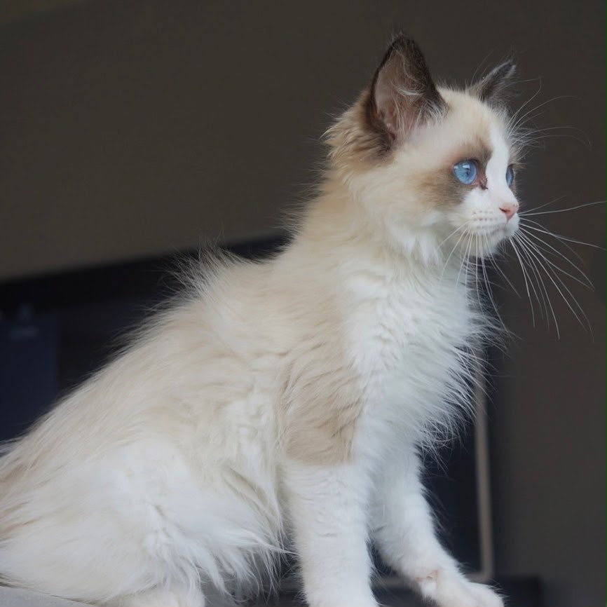 Our seal Ragdoll king at Celestial Ragdolls in Sedona, in profile, showing the ruff