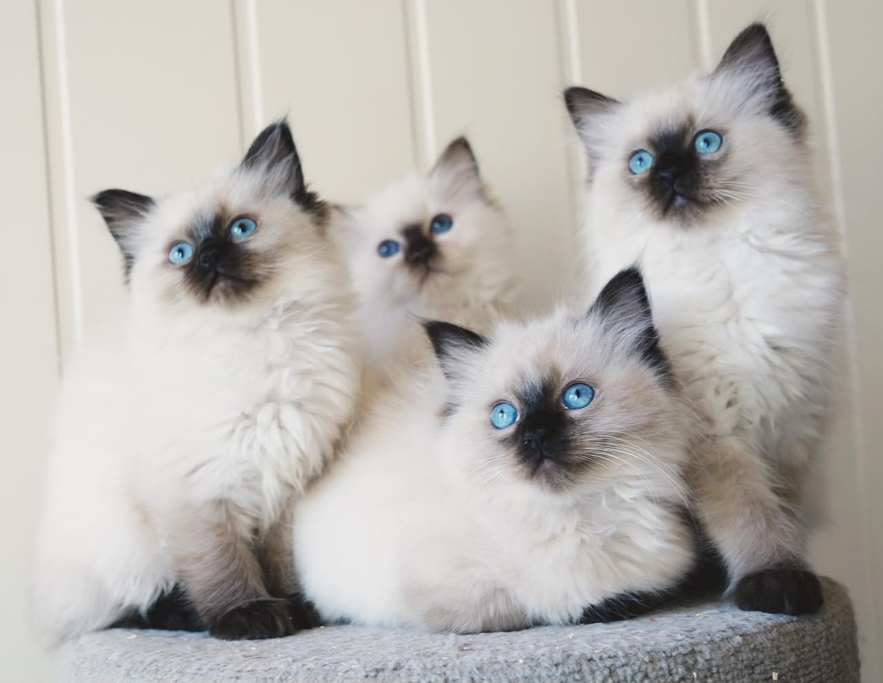 Four seal Ragdoll kittens from a past litter sitting together on the cat tree
