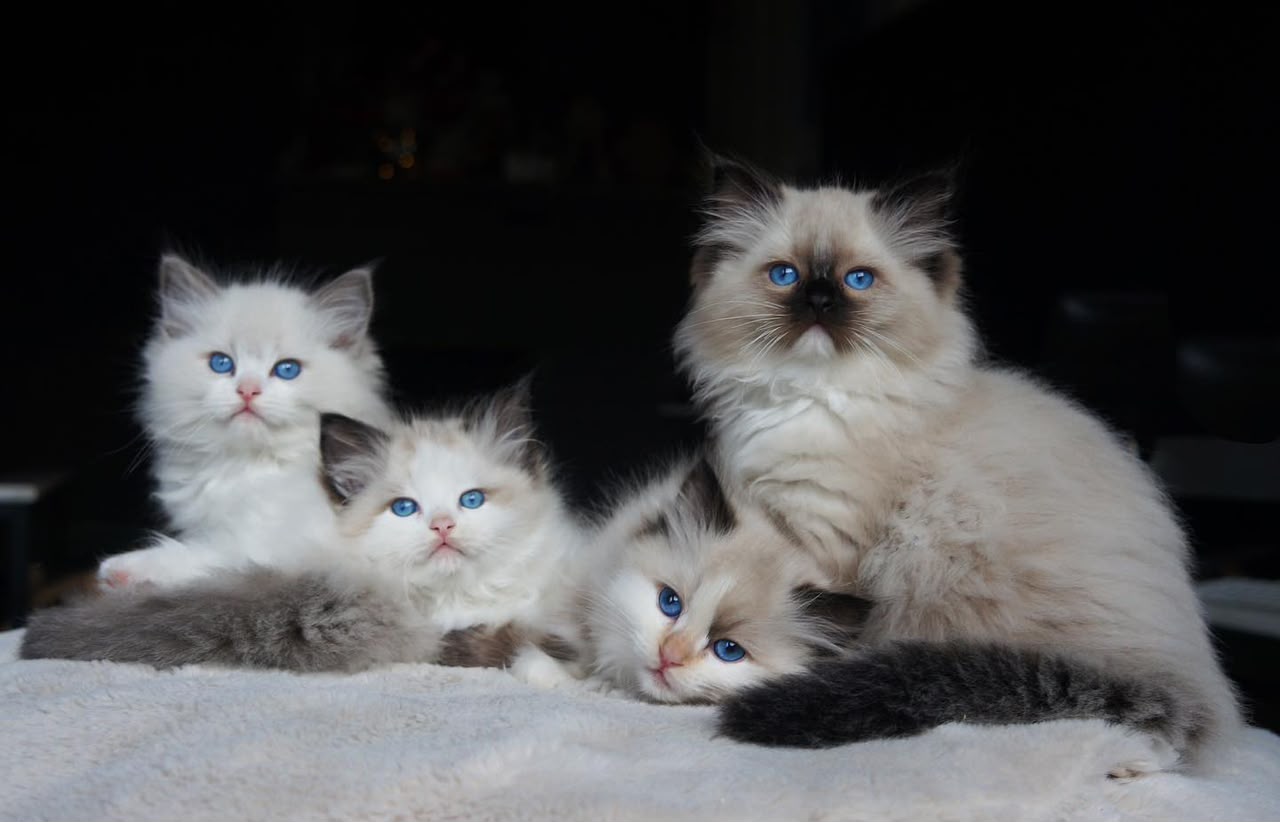 A litter of Ragdoll kittens at ten weeks lying with their mother in our home