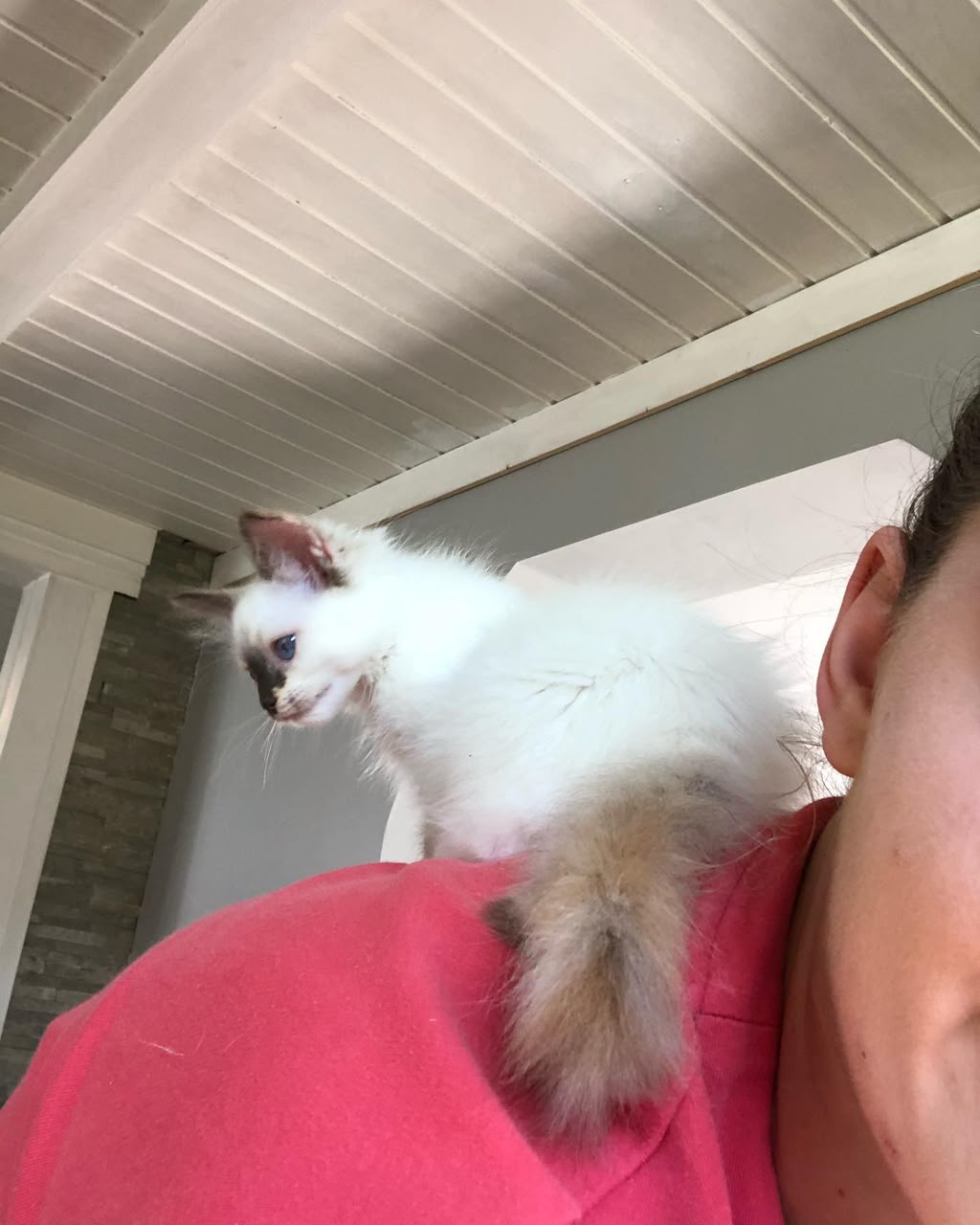 A Ragdoll kitten perched on a shoulder, looking out of the window