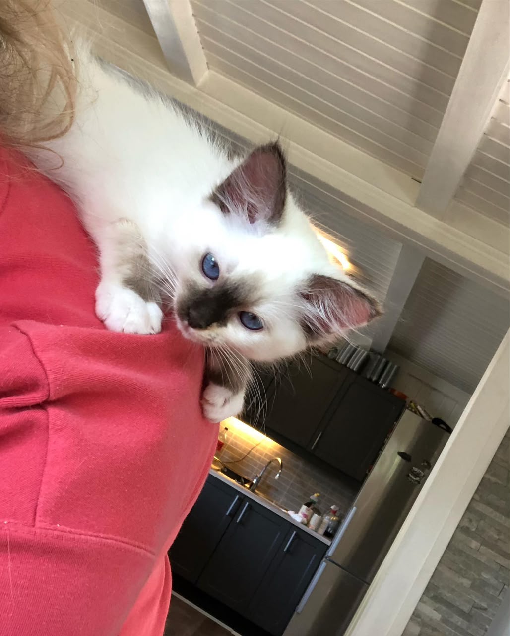 A seal Ragdoll kitten riding on a shoulder, looking at the camera